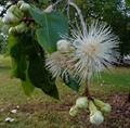 Native Apple, Red Bush Apple
